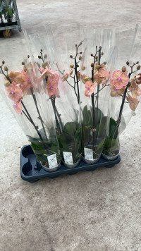 Phal 2-tak Very Maple 12/60