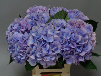 Hydr Z Marsepein Blue X5 Holland 60 cm