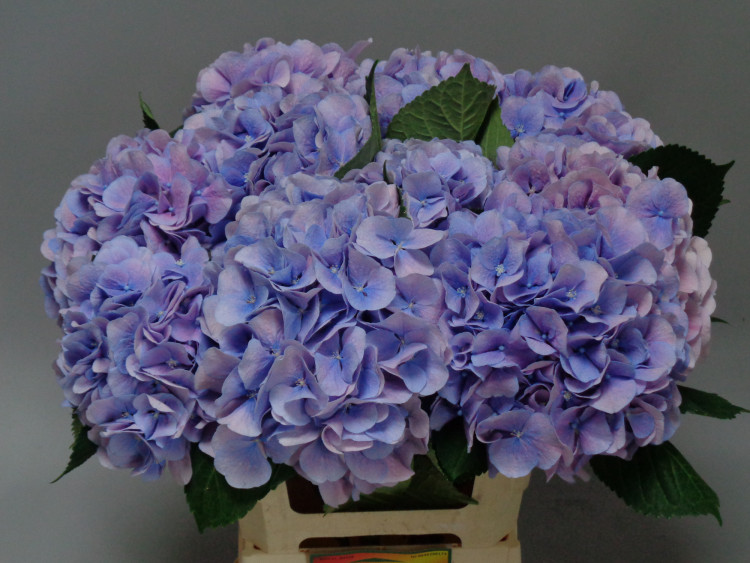 Hydr Z Marsepein Blue X5 Holland 60 cm