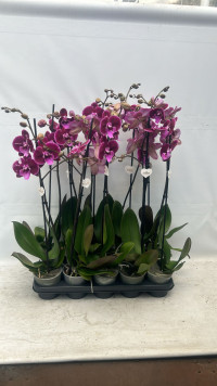 Phal 1-tak Lembongan 12/65