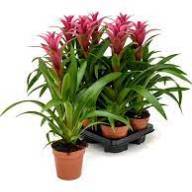 Gaultheria Mucronata 510/15 - Guzmania Freeya Rose (Decorum)