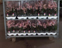 Phal 2-tak Aimee 12/55