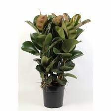 Ficus Elastic Cloe 14/50