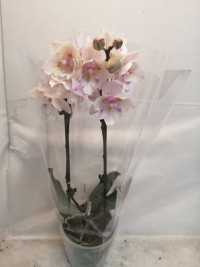 Phal 2/3-tak Pastel Yellow 12/45