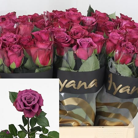 Rose Ascot 50 sm