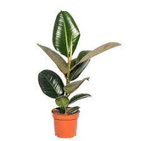 Ficus El Robusta 12/35