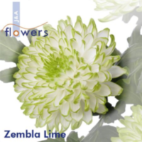 Chr G Zembla Lime