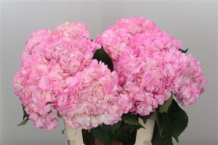 Hydr. M Pink