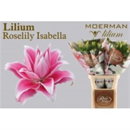 Li Or Roselily Isabella