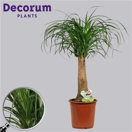 Beaucarnea Recht 21 Cm (decorum)