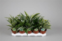 Dracaena Dragon Mix