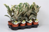 Ficus El Tineke 17/65