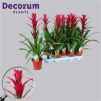 Guzmania Switch Bordeaux Rood (decorum)