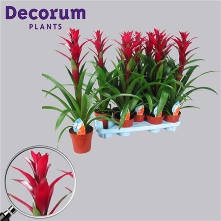 Guzmania Switch Bordeaux Rood (decorum)