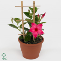 Mandevilla Sun Pink Op Rek