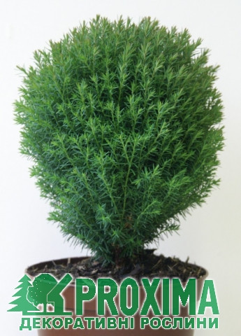 Thuja Occidentalis teddy 13/25