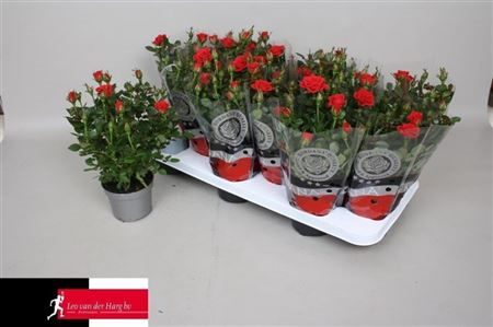 Rosa Kordana Mandy Red (grower)