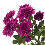 Chr T Sagan Purple X5