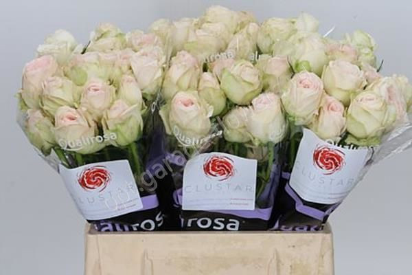Rose Porcelain Lace 50 sm