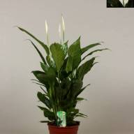 Yucca Elephantipes 23/90 - spathiphyllum-vivaldi-air-so-pure (1)