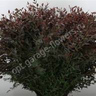 Eucalipt Populus 55 sm - dec_parvifolia_abs_rood_pbs