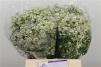 Astrantia Billion Stars X25