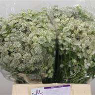 Astrantia Billion Stars X25 - Astrantia Billion Stars