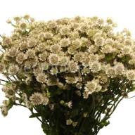 Astrantia Billion Stars X25 - astrantsiya_billion_stars