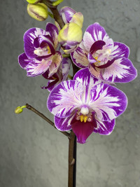 Phal 3/4/5-tak A2 Lieke Opti-flor 510/30