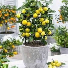Citrus Floridana 12/30