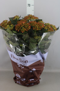 Hydrangea Adula 23/50