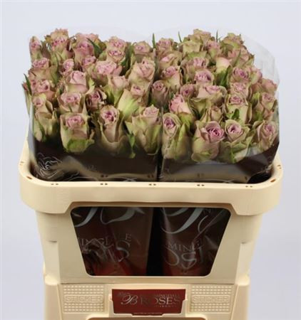 Rose Samantha Bridal 60 sm