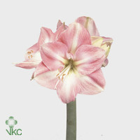 Hippeastrum S Darling Holland