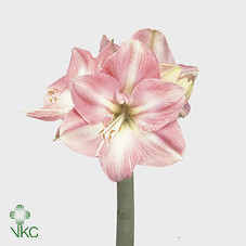 Hippeastrum S Darling Holland