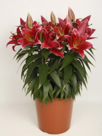 Lilium Or Sunny Keys 13/50