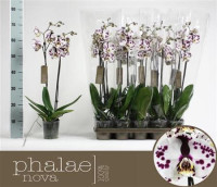 Phal A2 2-tak Sammie Gold 12/70