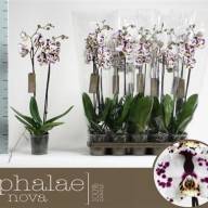 Phal A2 2-tak Sammie Gold 12/70 - unnamed (3)
