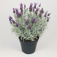Lavandula Toscane 12/25