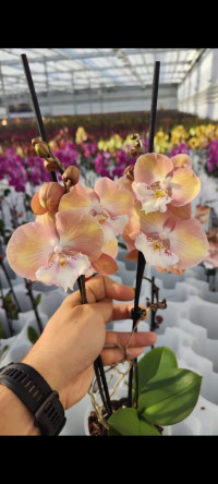 Phal 2-tak Phalaenova Unicorn Light Oranje 12/50