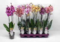 Phal A2 1-tak Phalaenova Mix 12/75