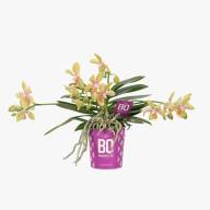 Phal 2-tak A2 Table Mix 12/30 - изображение_viber_2022-06-09_15-36-37-927