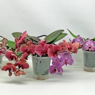Phal 2-tak A2 Table Mix 12/30 - IMG-20250206-WA0019