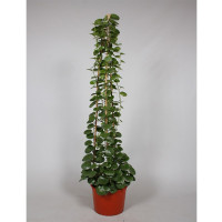 Cissus Phombifloria 17/60