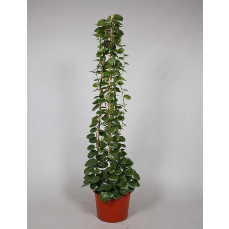Cissus Phombifloria 17/60