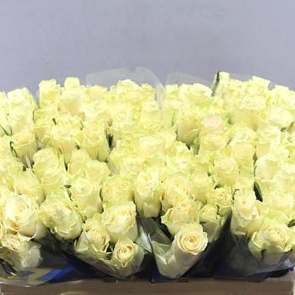 Rose Solsy 50 sm