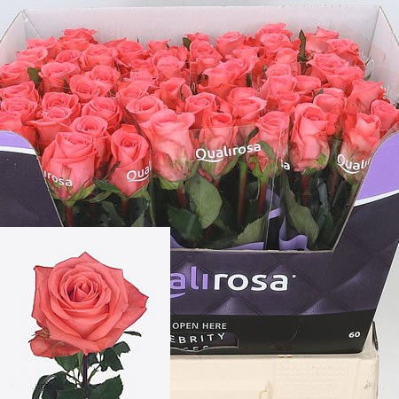 Rose Sankara 60 sm