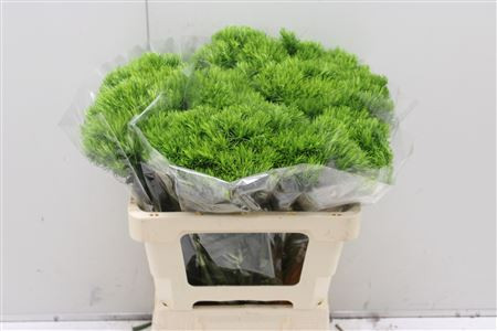 Dianthus Barb Green Wicky 40sm Holland