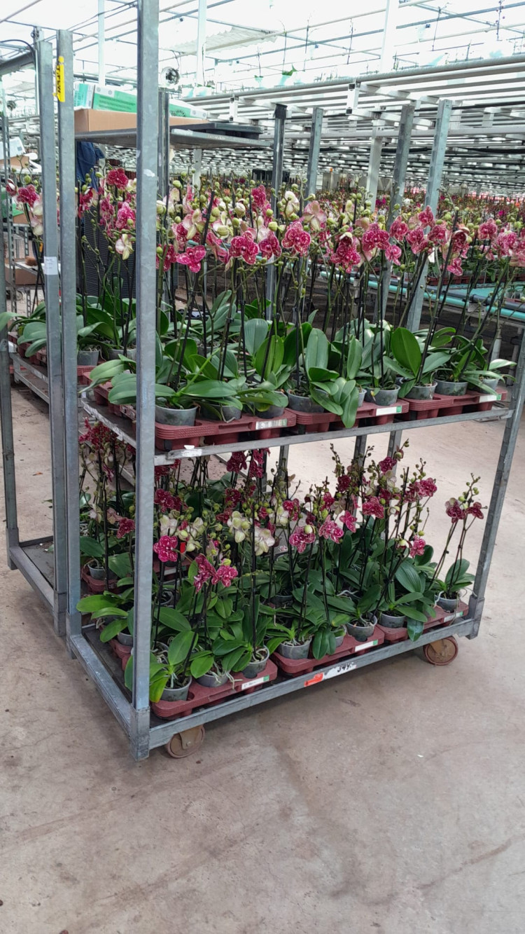 Phal 1-tak Wild-Cat Dark 12/55