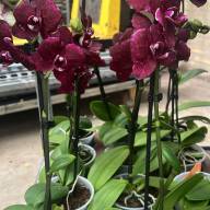 Phal 1-tak Wild-Cat Dark 12/55 - зображення_viber_2025-06-04_13-51-56-035
