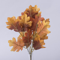 Quercus Rubra
